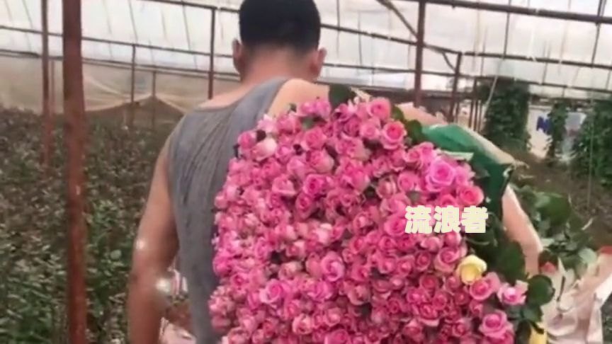 活力花又有催收了