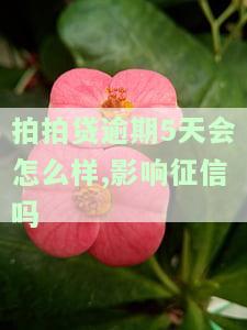 拍拍贷逾期5天会怎么样，影响征信吗知乎：逾期5天对借款及征信的影响
