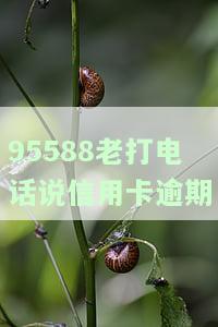 95588来电诈骗新方法：视频、开户、治胃药有什么？