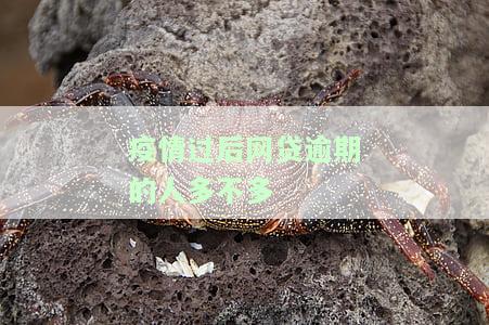 疫情过后网贷逾期的人多不多