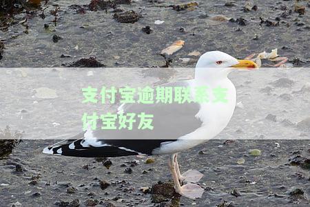 支付宝逾期会联系支付宝通讯录好友吗？