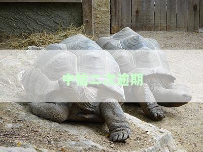 中信二次逾期知乎怎么办，可以申请协商二次分期吗？
