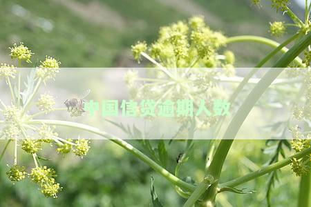 2020年中国信贷逾期问题分析及对策