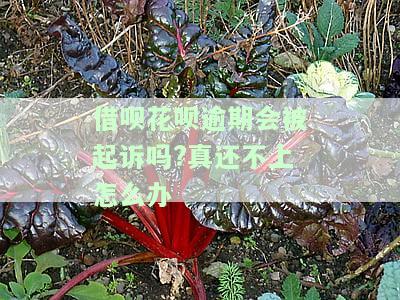 花呗律师函收到之后多久会起诉及应对方法