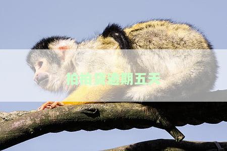 拍拍贷逾期五天爆通讯录之前会不会先给本人打个电话？