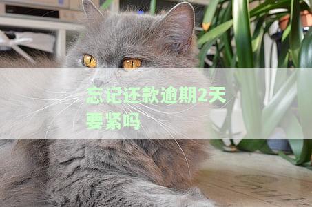 信用卡不小心晚还了一天，如何处理及对信用的影响？
