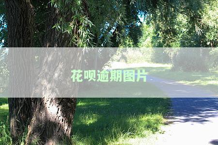2023支付宝花呗逾期图片怎么办？