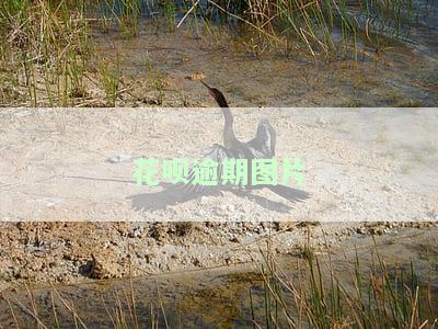 借呗逾期的图片真实情况扫描