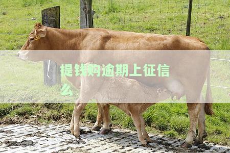 提钱购逾期上征信吗，会被起诉吗，还款还能用吗？