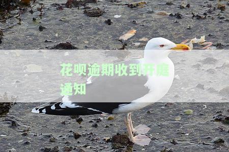 花呗逾期了今天收到短信说要起诉我，怎么办？