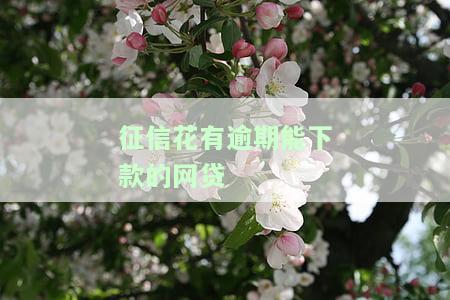 征信花了逾期能下的贷款口子的影响及下款情况