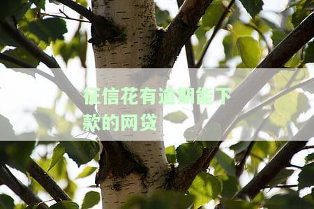 征信花有逾期能下款的网贷
