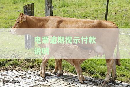 电票超期提示付款情况说明及处理方法