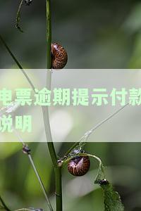 电票逾期原因说明及处理方法