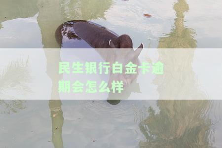 民生银行白金卡信用卡问题汇总