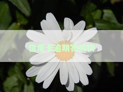 信用卡逾期答辩状应该怎么写及法律后果
