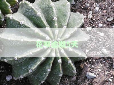 花呗逾期5天后果及有奖问答