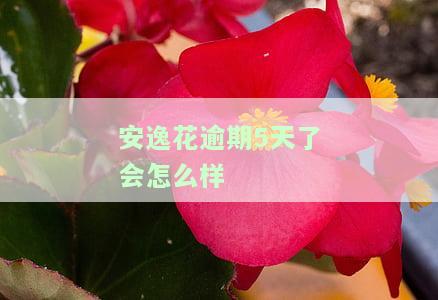安逸花当天还款可以当天借吗？如何还款和取款？安全吗？