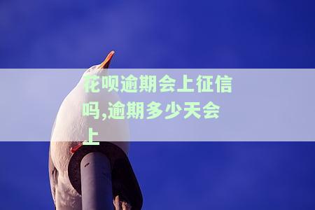 花呗逾期多少天会上征信