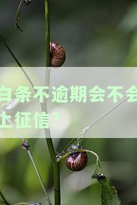 白条不逾期影响征信记录、房贷和贷款吗？