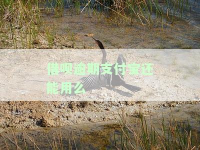 支付宝借呗逾期后还款还可以申请贷款吗？