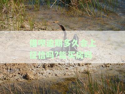 借呗逾期多久会上征信吗能买房吗