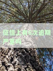 征信上有6次逾期严重吗怎么办