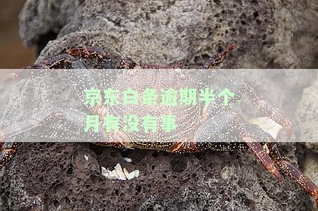 逾期十四天请负责后果，要求全额还款，怎么办？