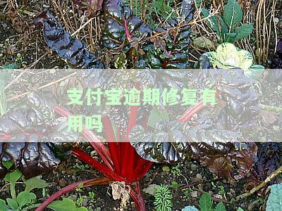 支付宝逾期修复有用吗贴吧论坛