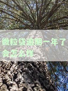 微粒贷逾期一年处理方式