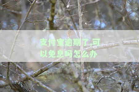 支付宝逾期可以申请免息吗？还款能否免息？