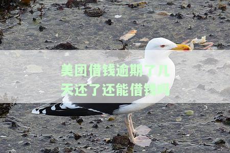 美团借钱逾期后全部还了，如何再次借款？