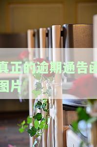 真正的逾期通告函图片