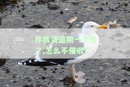 你我贷逾期一年了，最近又开始催收了，怎么办？