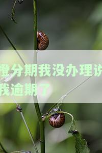 橙分期不还会上法律程序吗，后果是什么？