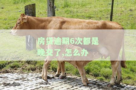 房贷逾期6次都是晚交了，怎么处理？后果如何，会被拒贷吗？
