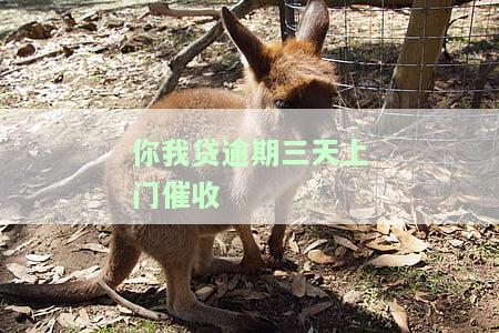 你我贷逾期三天上门催收