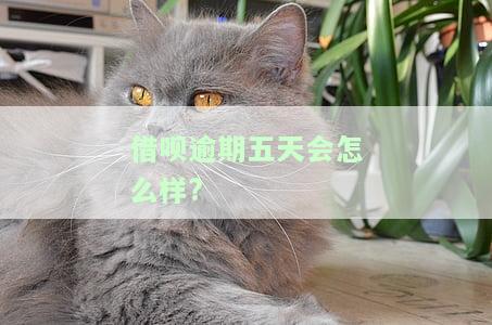 借呗逾期5天会有什么后果