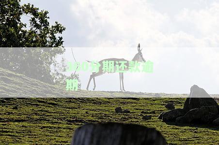 360分期还不上怎么办