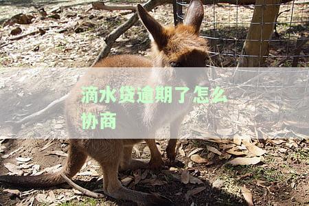 滴水贷逾期了怎么协商期还款及相关问题