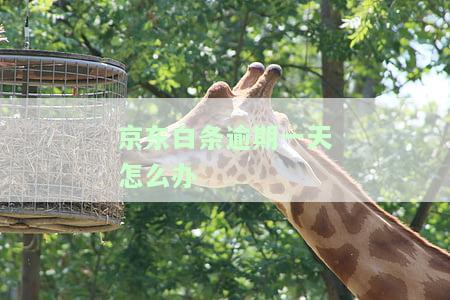 逾期一天会有征信问题吗?