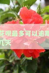 花呗最多可以逾期几天