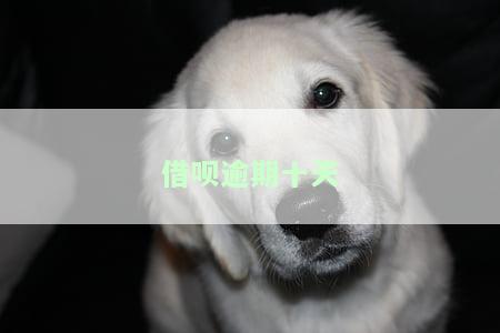 借呗逾期十天会给家人打电话吗，怎么办？