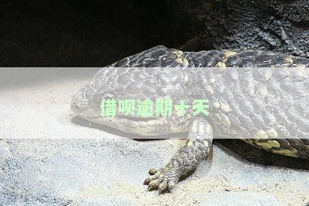 借呗逾期十天