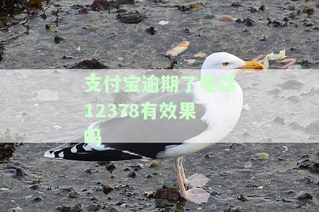 支付宝逾期打什么电话咨询客服说明情况并协商