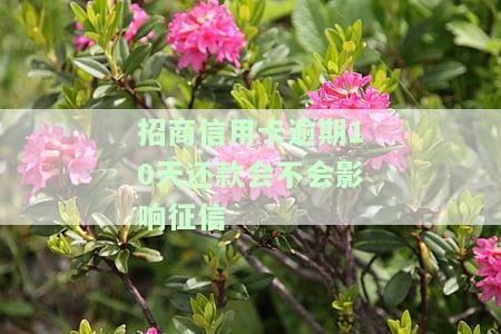 招商信用卡逾期10天还款会不会影响征信
