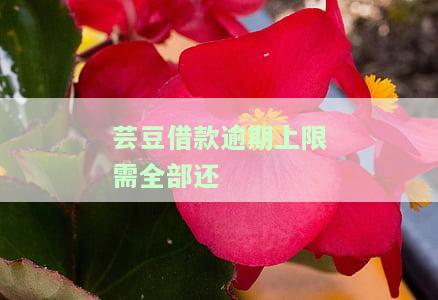 芸豆借款失败多久能再次借款