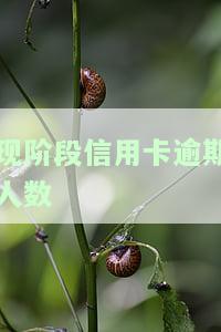 现阶段信用卡逾期人数