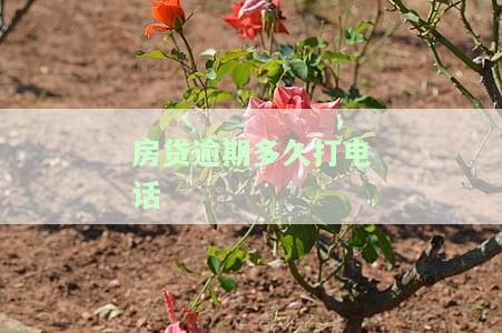 房贷逾期多久打电话给担保人处理