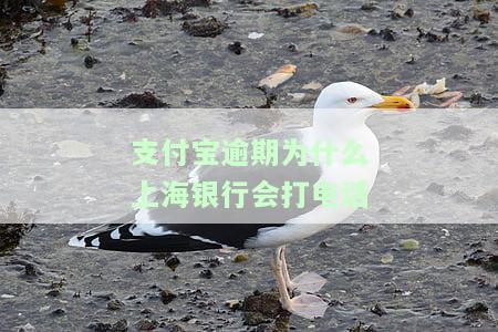 支付宝逾期电话是上海的吗